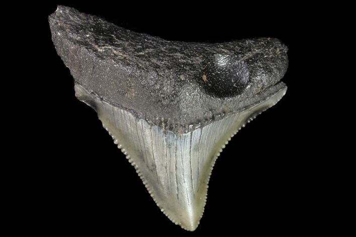 Juvenile Megalodon Tooth - Georgia #75319